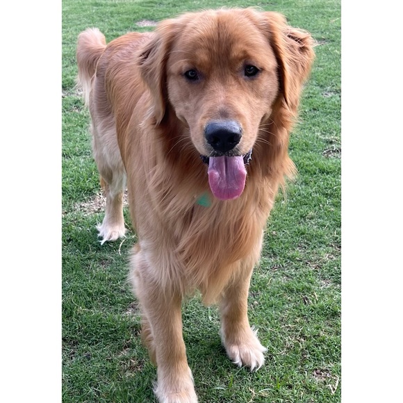 Meet your Posher, Jaki - Picture 5 of 6